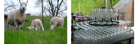 schapen bij fort H in Muiden